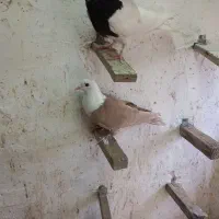 کبوتران آس|پرنده|سبزوار, جهاد کشاورزی|دیوار