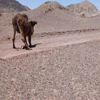 حیوانات مزرعه