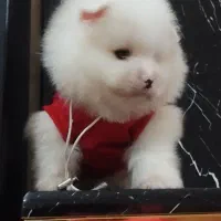 توله پامرانین .خرسی قیمت۸ تا ۱۳ بدونه واسطه خریدکن|سگ|تهران, والفجر (افسریه)|دیوار