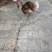 غوغاز وبوغلمو|حیوانات مزرعه|خرمشهر, |دیوار