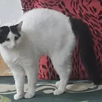 واگذاری گربه