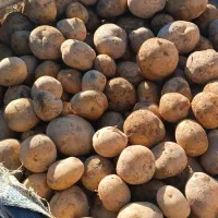 فروش سیب زمینی سانتا