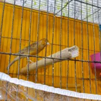 قناری نر و مرغ عشق نر