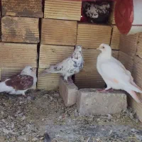 کبوتر فروشی