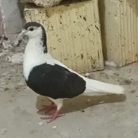 کبوتر پرشی
