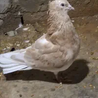 نر دم سفید