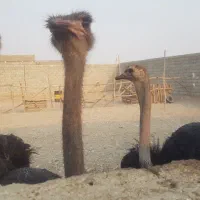 شترمرغ مولد تخم گذار ۴ساله|حیوانات مزرعه|بندرعباس, |دیوار