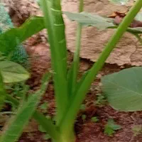 گل طبیعی|گل و گیاه طبیعی|رشت, کوی مهر|دیوار