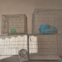 قفس دو تیکه قناری،مرغ عشق