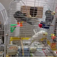 یک جفت عروس هلندی بادوتاجوجه 2ساله و2ماهه