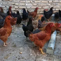 مرغ و خروس
