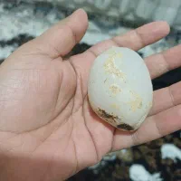 سنگ قیمتی قدیمی|کلکسیون اشیاء عتیقه|ابریشم, |دیوار