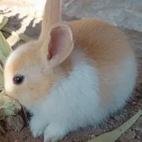 بچه خرگوش ۳۵روزه|موش و خرگوش|بوشهر, |دیوار