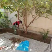 باغبانی و هرس درخت