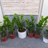 گل بابا ادم.لیراتا.سانسوریا . یشم سرخس زاموفیلیا