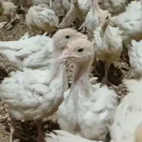 جوجه بوقلمون بیوتی ۶ تضمینی