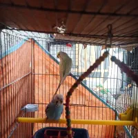 مرغ عشق|پرنده|یاسوج, |دیوار