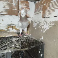 طوقی|پرنده|گنبد کاووس, |دیوار