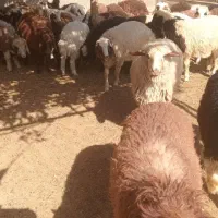 50 عدد بره|حیوانات مزرعه|شاهیوند, |دیوار