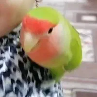 پرنده