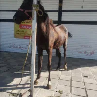 کوره مایین یکسال سیاه رنگ