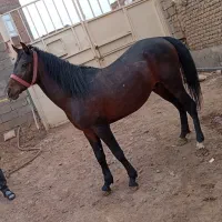 اسب کورد نریان