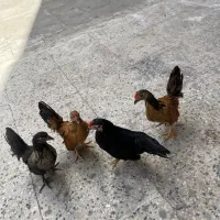 سه عدد مرغ خروس جاپنیز زینتی|حیوانات مزرعه|تهران, صد دستگاه|دیوار