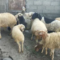 تعدادی نر کوی جوردشتی به فروش میرسد