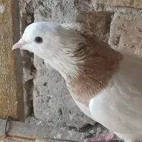 طوقی غریب گیری رباط کریم|پرنده|رباطکریم, حصار مهتر|دیوار