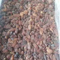 کشمش افتابی سایه خشک مویز شیره خرما انگور شانی|خوردنی و آشامیدنی|تهران, میدان میوه و ترهبار مرکزی|دیوار