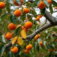 آغاز فروش انواع نهال های مثمر و غیر مثمر ....