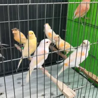 فروش قناری بصورت تک و تعداد|پرنده|ساری, |دیوار