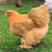 فروش مرغهای زینتی|حیوانات مزرعه|حویق, |دیوار