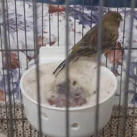 باسلام قناری با۳عدد جوجه ۵ملیون