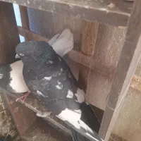 کبوتر کاشونی و کله ای هندی ابادانی|پرنده|شاهین‌شهر, خبرنگار|دیوار