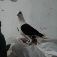 کفتر|پرنده|پل سفید, |دیوار