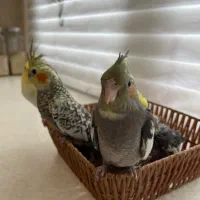 ۷ تا جوجه عروس سرلاکی و نرم خور