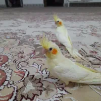 عروس هلندی|پرنده|خان ببین, |دیوار
