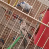 مرغ عشق فروشی|پرنده|بافت, |دیوار