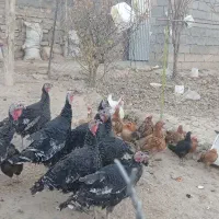 فروشی|حیوانات مزرعه|سنقر, |دیوار