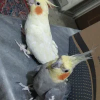 عروس هلندی کار داده