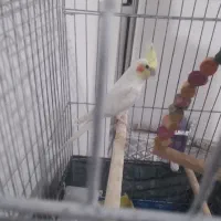 عروس هلندی|پرنده|شهریار, شهریار|دیوار