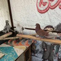 کفتر پرشی