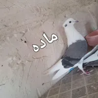 تعدادی کبوترو بوقلمون|پرنده|میانه, |دیوار