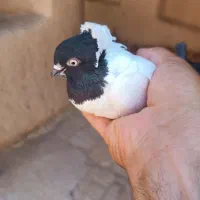 کبوترانگلیسی