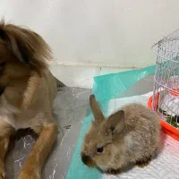 واگذاری خرگوش|موش و خرگوش|گرگان, |دیوار