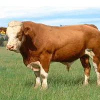 اسبکشی وحمل دام زنده|خدمات حمل و نقل|ابهر, |دیوار