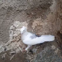 نرمست|پرنده|بندر گناوه, |دیوار