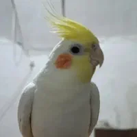 پرنده پیدا شده