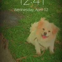 سگ پاکوتا ۳۵۰۰